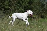 DOGUE ARGENTIN 045